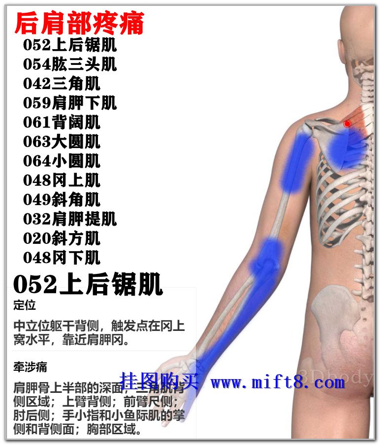 052上后锯肌.jpg